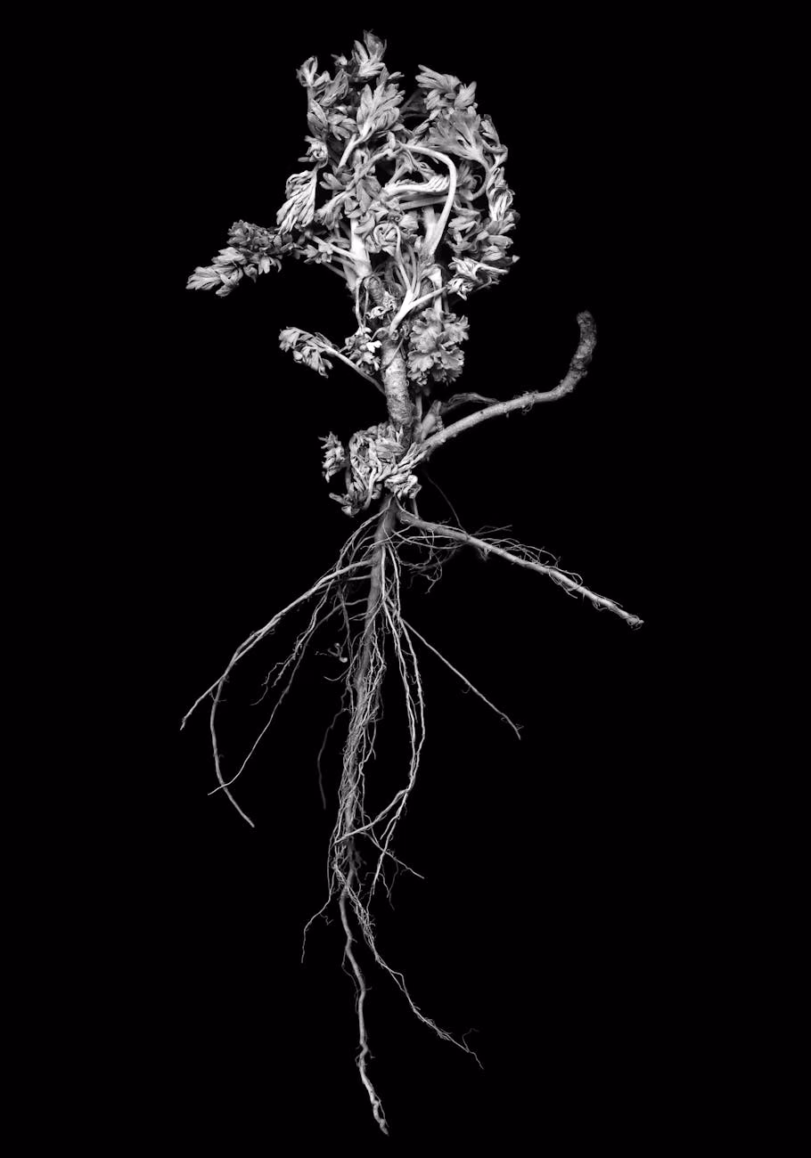 black and white abstract plant study